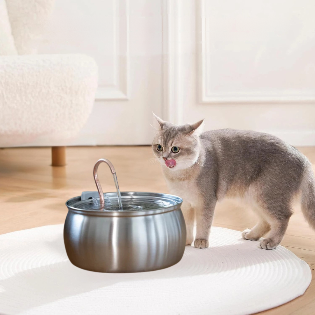 Fontaine pour chat